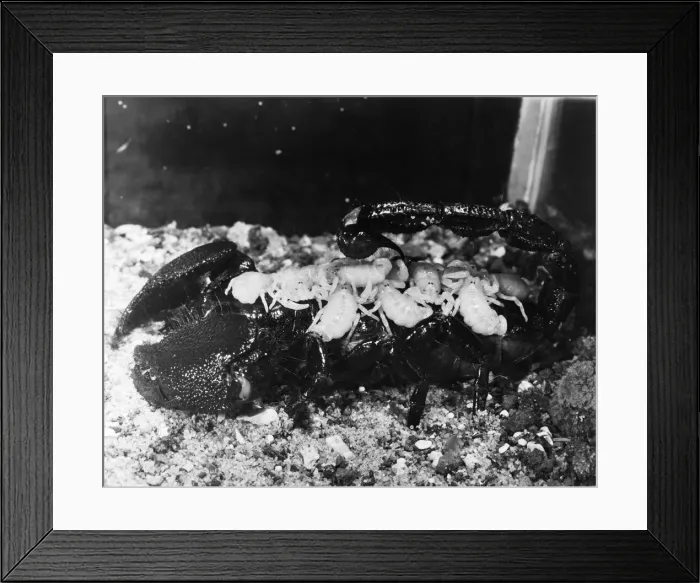 Framed Print : Scorpion with her scorplings. Circa 1960 Framed Print : Scorpion with her scorplings. Circa 1960