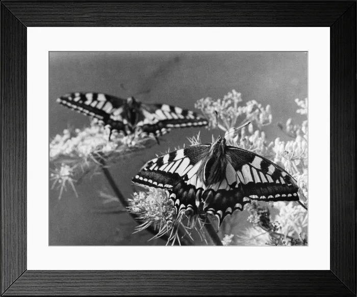 Framed Print : The Birth of a Butterfly. Swallowtail butterflies seen here minutes after emerging