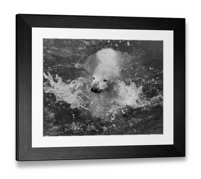 Framed Print : Paddiwack the London Zoo Polar Bear cub takes his first plunge into his pool