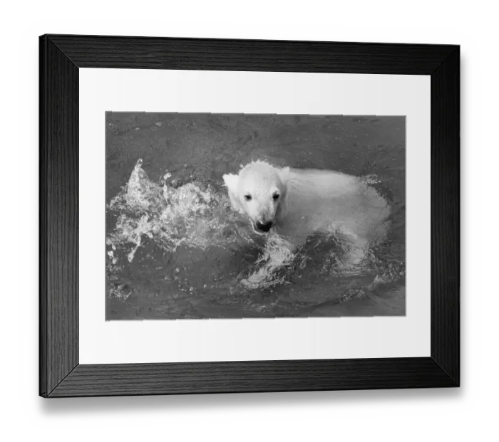 Framed Print : Paddiwack the London Zoo Polar Bear cub takes his first plunge into his pool Framed Print : Paddiwack the London Zoo Polar Bear cub takes his first plunge into his pool