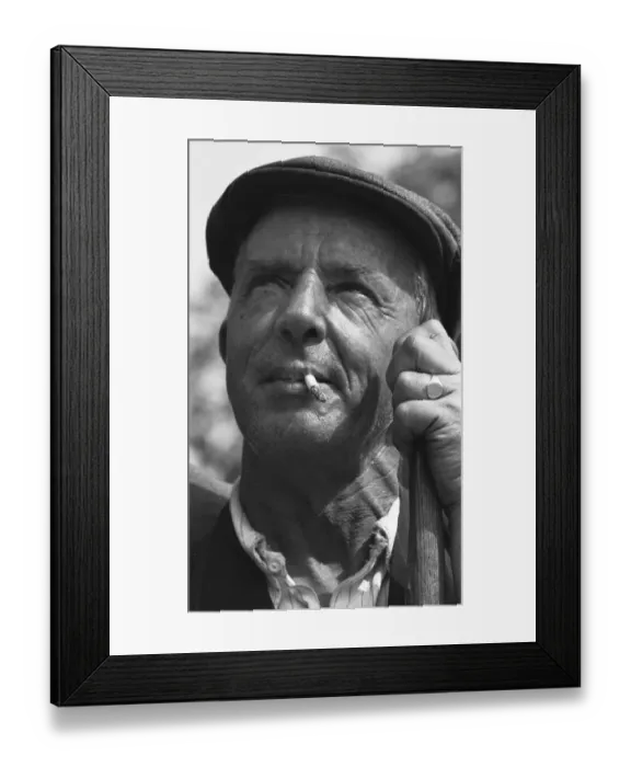Framed Print : Road Sweeper George Pearce seen here watching the house sparrows that have nested in Framed Print : Road Sweeper George Pearce seen here watching the house sparrows that have nested in