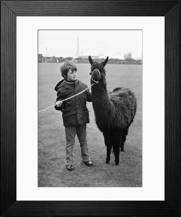 Framed Print : A child playing with a Llama at the ICI gala day. 1972 Framed Print : A child playing with a Llama at the ICI gala day. 1972