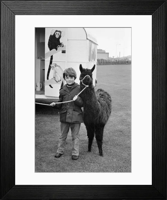 Framed Print : A child playing with a Llama at the ICI gala day. 1972