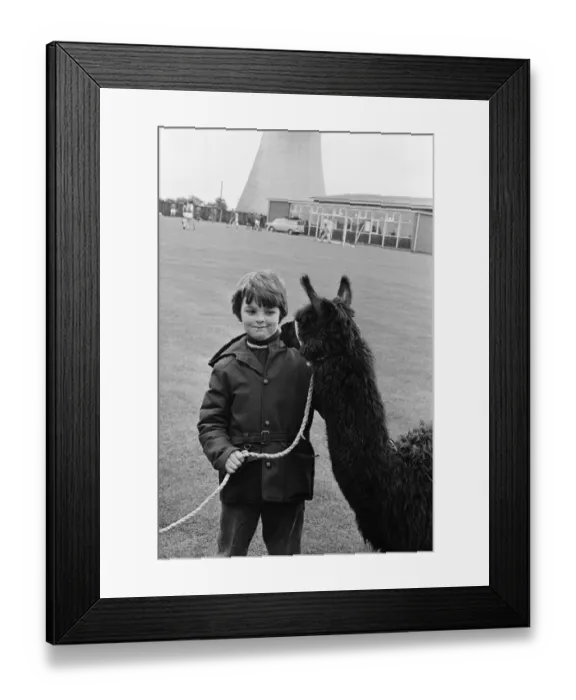 Framed Print : A child playing with a Llama at the ICI gala day. 1972 Framed Print : A child playing with a Llama at the ICI gala day. 1972