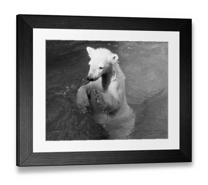 Framed Print : Paddiwack the London Zoo Polar Bear cub takes his first plunge into his pool Framed Print : Paddiwack the London Zoo Polar Bear cub takes his first plunge into his pool