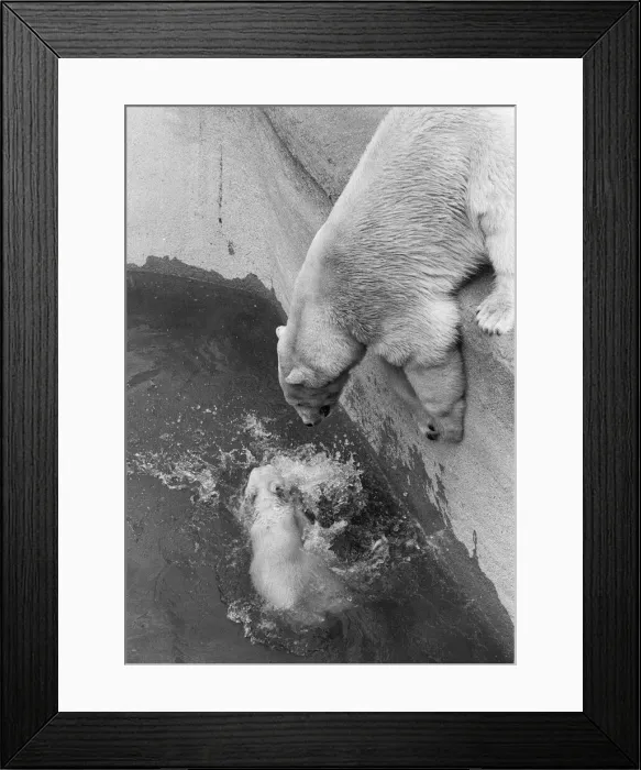 Framed Print : Paddiwack the London Zoo Polar Bear cub takes his first plunge into his pool
