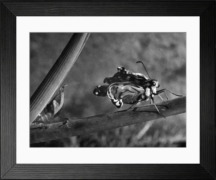 Framed Print : The Birth of a Butterfly. A Swallowtail butterfly seen here pumping its wings moment
