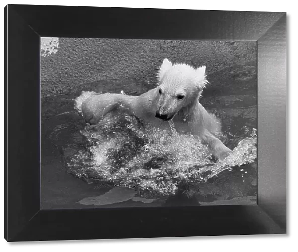 Paddiwack the London Zoo Polar Bear cub takes his first plunge into his pool