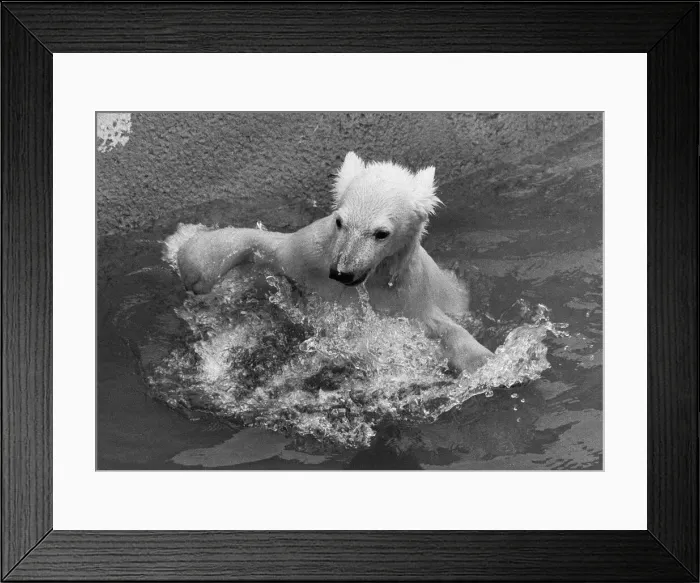 Framed Print : Paddiwack the London Zoo Polar Bear cub takes his first plunge into his pool Framed Print : Paddiwack the London Zoo Polar Bear cub takes his first plunge into his pool