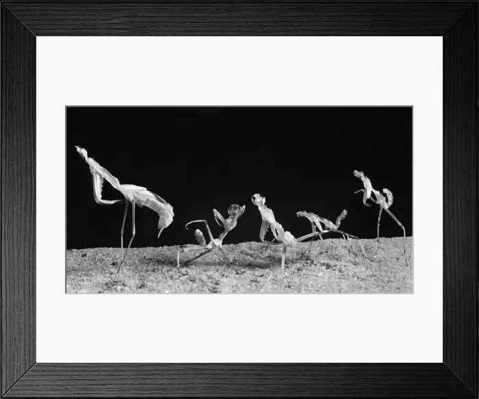 Framed Print : Praying Mantis squaring up to each other. Circa 1960 Framed Print : Praying Mantis squaring up to each other. Circa 1960