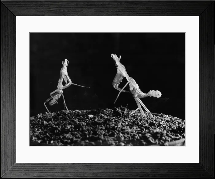 Framed Print : Praying Mantis squaring up to each other. Circa 1960