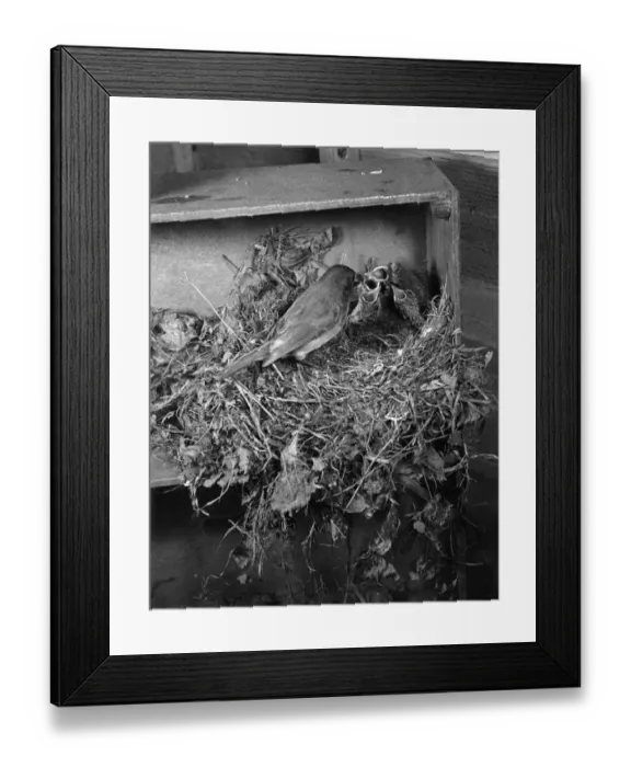 Framed Print : Robin feeding her chicks in the nest. Circa 1960 Framed Print : Robin feeding her chicks in the nest. Circa 1960