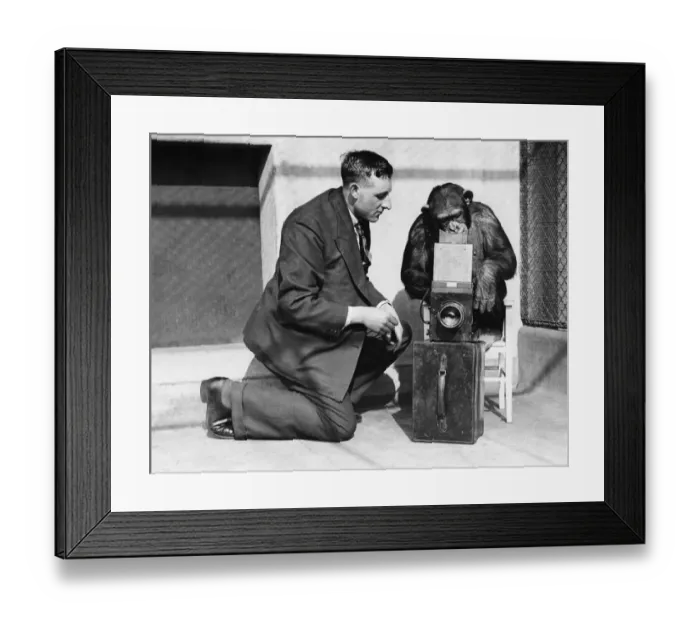 Framed Print : George Greenwell Daily Mirror photographer seen here in the monkey house at London Zoo Framed Print : George Greenwell Daily Mirror photographer seen here in the monkey house at London Zoo