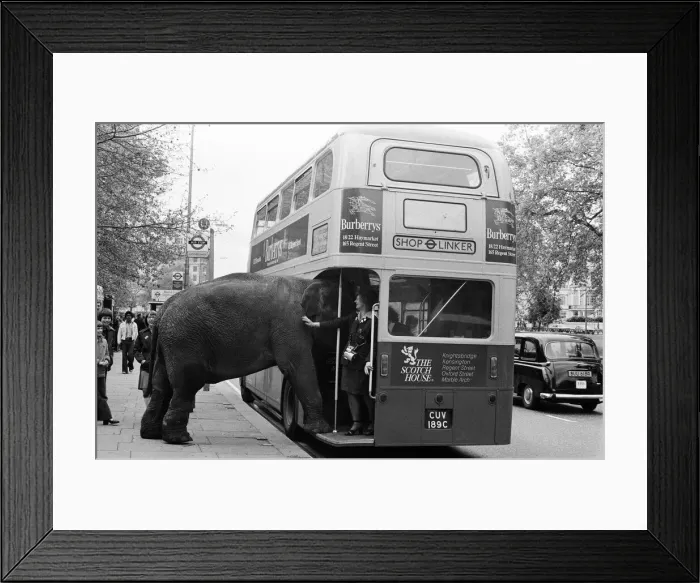 Framed Print : Maureen the elephant, with Robert Brothers circus, is living in Hyde Park this week Framed Print : Maureen the elephant, with Robert Brothers circus, is living in Hyde Park this week