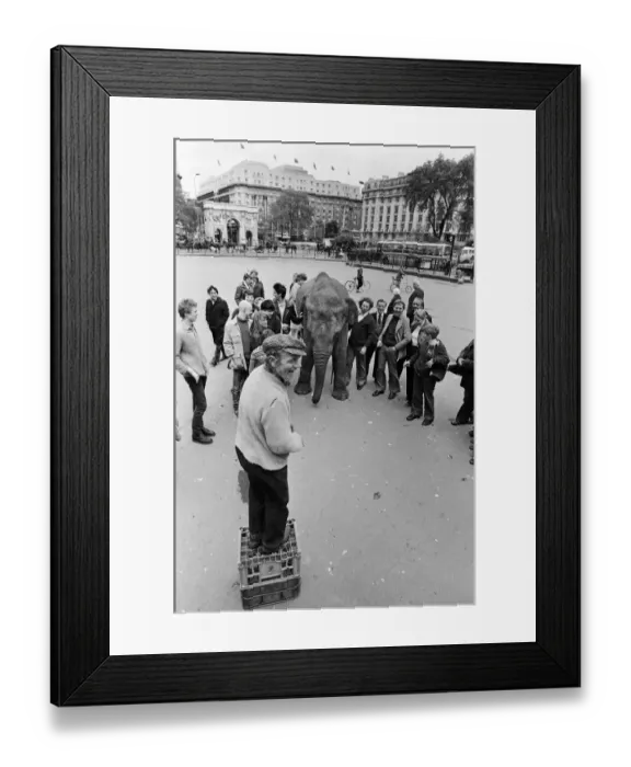 Framed Print : Maureen the elephant, with Robert Brothers circus, is living in Hyde Park this week