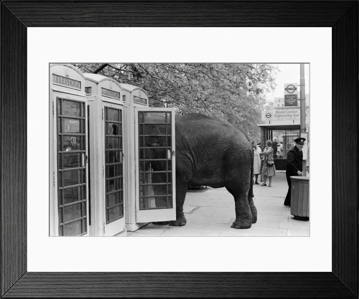 Framed Print : Maureen the elephant, with Robert Brothers circus, is living in Hyde Park this week