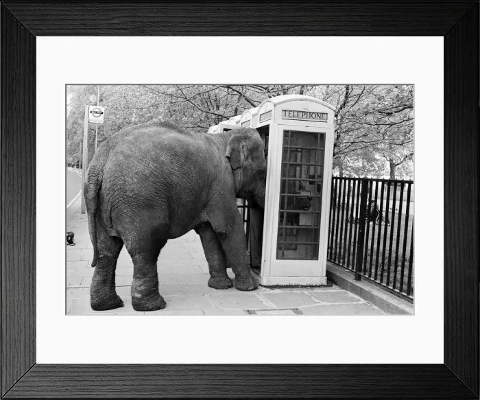 Framed Print : Maureen the elephant, with Robert Brothers circus, is living in Hyde Park this week Framed Print : Maureen the elephant, with Robert Brothers circus, is living in Hyde Park this week