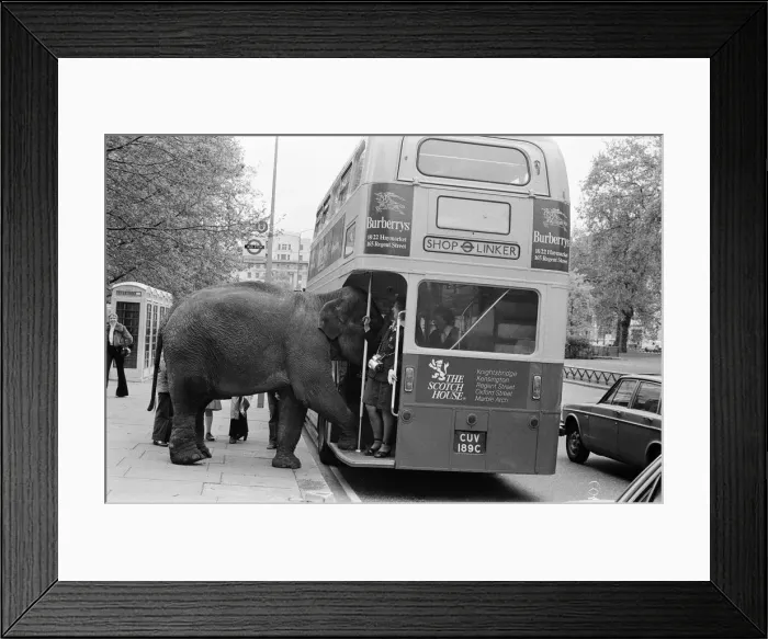 Framed Print : Maureen the elephant, with Robert Brothers circus, is living in Hyde Park this week Framed Print : Maureen the elephant, with Robert Brothers circus, is living in Hyde Park this week