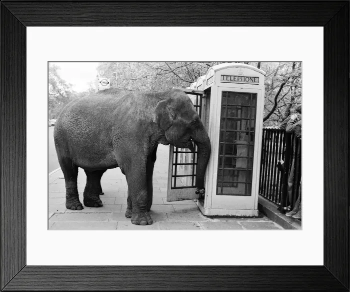 Framed Print : Maureen the elephant, with Robert Brothers circus, is living in Hyde Park this week Framed Print : Maureen the elephant, with Robert Brothers circus, is living in Hyde Park this week