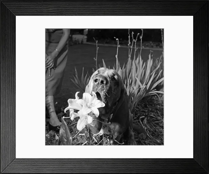 Framed Print : Heres Colonel the bloodhound with a one track mind Framed Print : Heres Colonel the bloodhound with a one track mind
