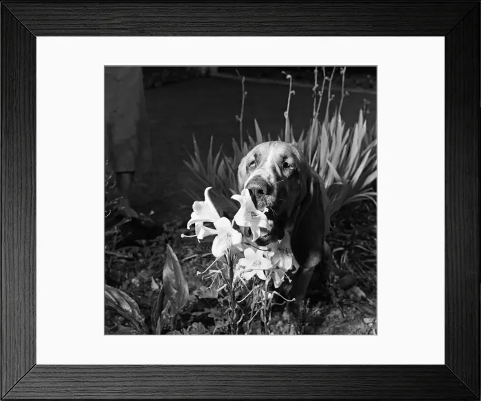Framed Print : Heres Colonel the bloodhound with a one track mind Framed Print : Heres Colonel the bloodhound with a one track mind