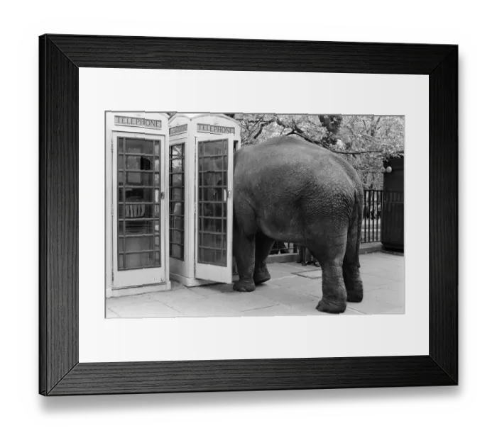Framed Print : Maureen the elephant, with Robert Brothers circus, is living in Hyde Park this week Framed Print : Maureen the elephant, with Robert Brothers circus, is living in Hyde Park this week