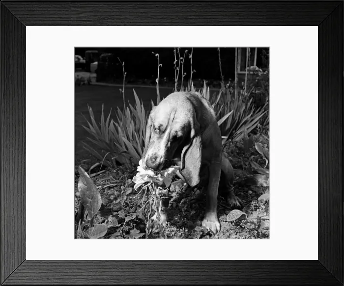 Framed Print : Heres Colonel the bloodhound with a one track mind Framed Print : Heres Colonel the bloodhound with a one track mind