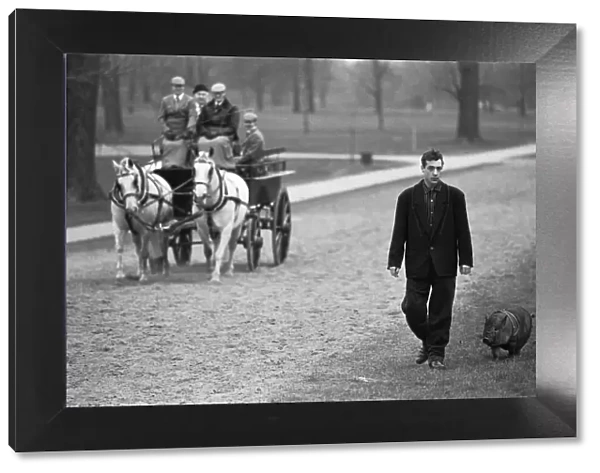 Not an everyday sight. A man walks his pig in Hyde Park as a horse