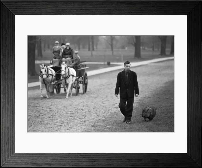 Framed Print : Not an everyday sight. A man walks his pig in Hyde Park as a horse Framed Print : Not an everyday sight. A man walks his pig in Hyde Park as a horse