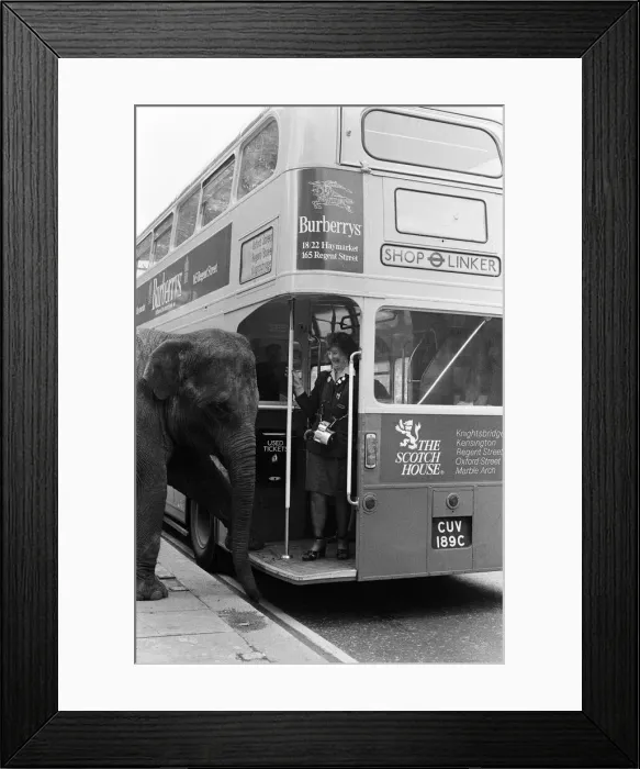 Framed Print : Maureen the elephant, with Robert Brothers circus, is living in Hyde Park this week Framed Print : Maureen the elephant, with Robert Brothers circus, is living in Hyde Park this week