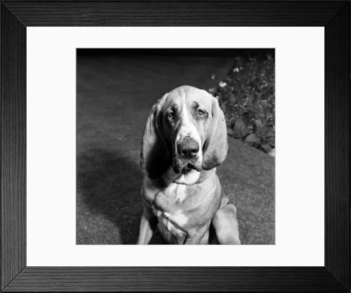 Framed Print : Heres Colonel the bloodhound with a one track mind Framed Print : Heres Colonel the bloodhound with a one track mind