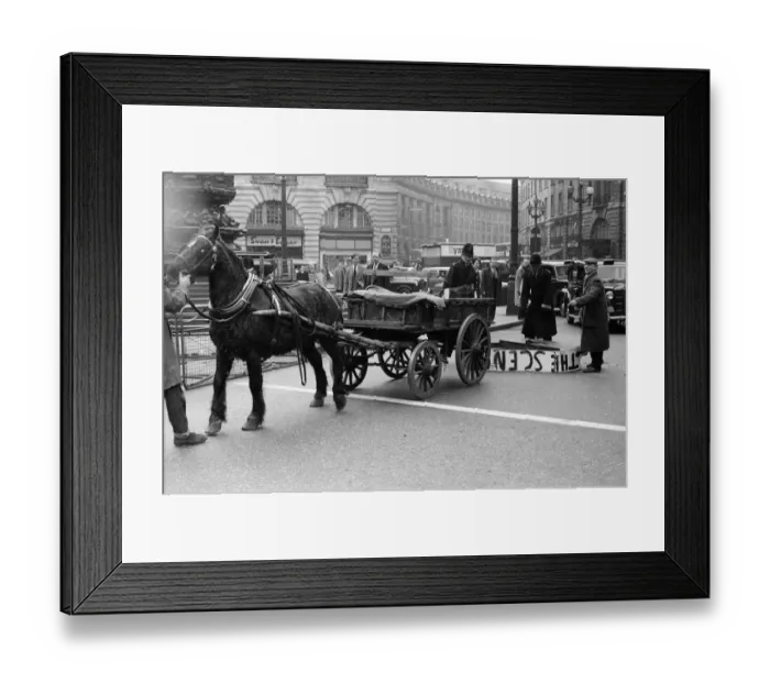 Framed Print : Mr Henry Cooke, of Finsbury Park, loses his new white grand piano in Piccadilly Circus Framed Print : Mr Henry Cooke, of Finsbury Park, loses his new white grand piano in Piccadilly Circus