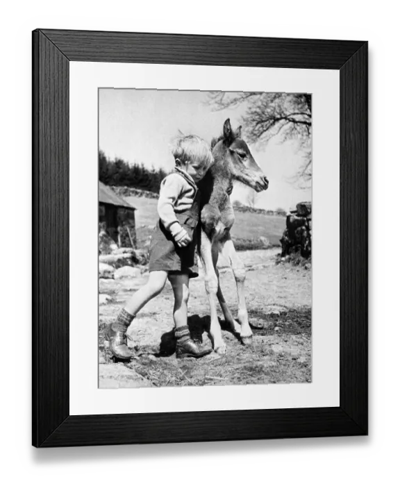Framed Print : Four year old Jeremy Wilkinson with the newly born filly foal sired by Arabian stallion Framed Print : Four year old Jeremy Wilkinson with the newly born filly foal sired by Arabian stallion