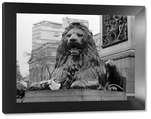 A seasonal gift for Nelsons lion. One of the four lions at the base of Nelson