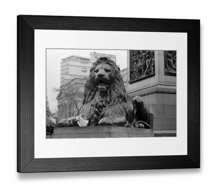 Framed Print : A seasonal gift for Nelsons lion. One of the four lions at the base of Nelson