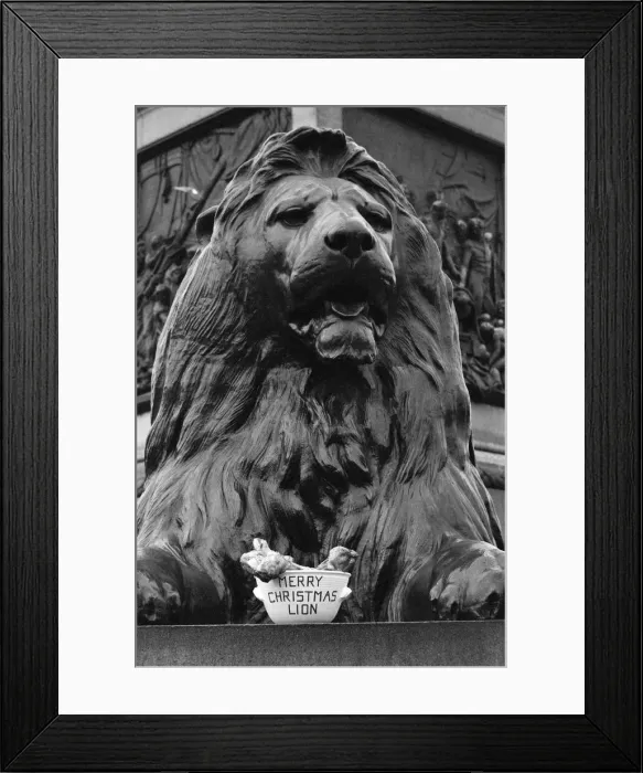 Framed Print : A seasonal gift for Nelsons lion. One of the four lions at the base of Nelson Framed Print : A seasonal gift for Nelsons lion. One of the four lions at the base of Nelson