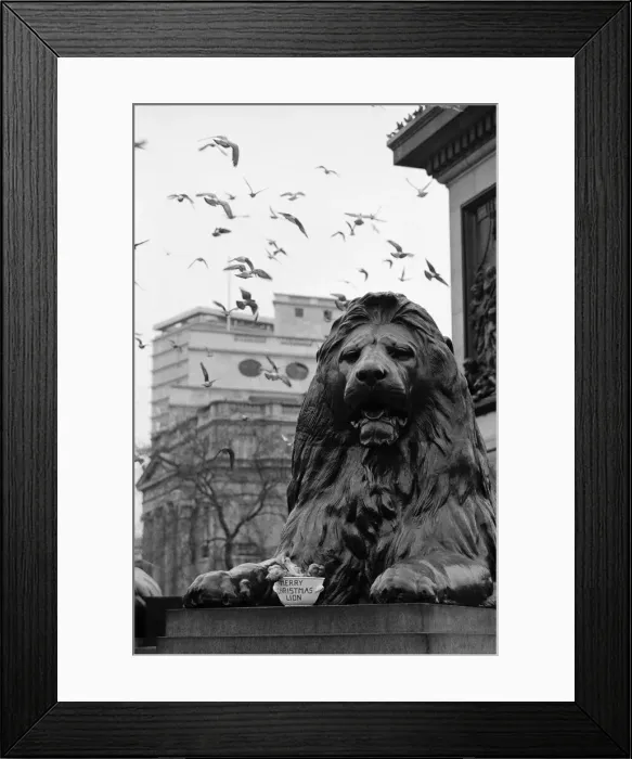 Framed Print : A seasonal gift for Nelsons lion. One of the four lions at the base of Nelson Framed Print : A seasonal gift for Nelsons lion. One of the four lions at the base of Nelson