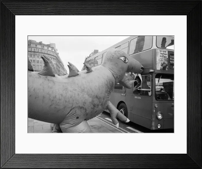 Framed Print : Two dinosaurs as high as a double decker bus fight each other in London Framed Print : Two dinosaurs as high as a double decker bus fight each other in London