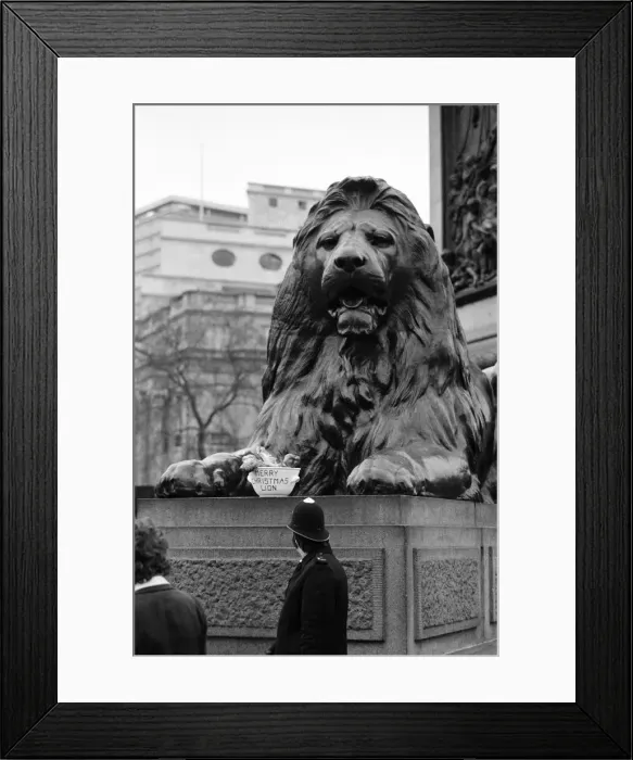 Framed Print : A seasonal gift for Nelsons lion. One of the four lions at the base of Nelson Framed Print : A seasonal gift for Nelsons lion. One of the four lions at the base of Nelson
