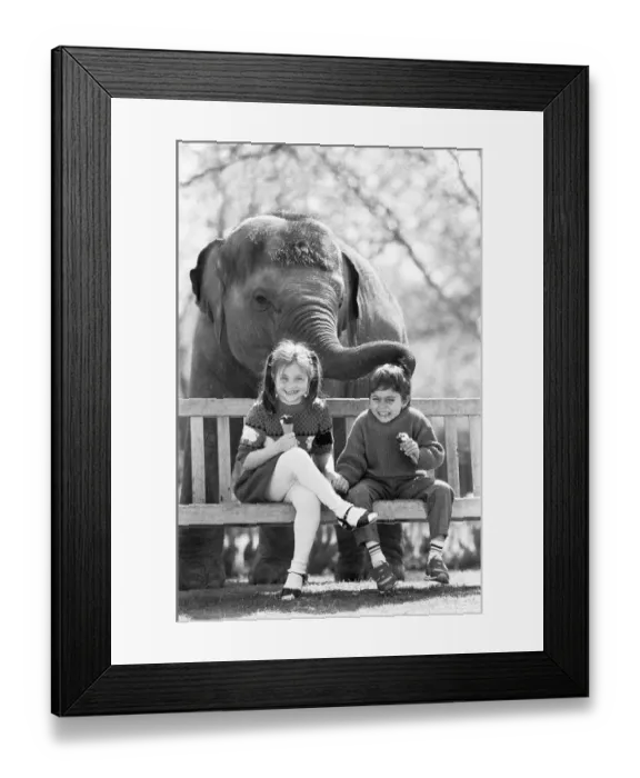 Framed Print : Layang Layang London Zoos Asian Elephant tries to muscle in on Faye Trinaman