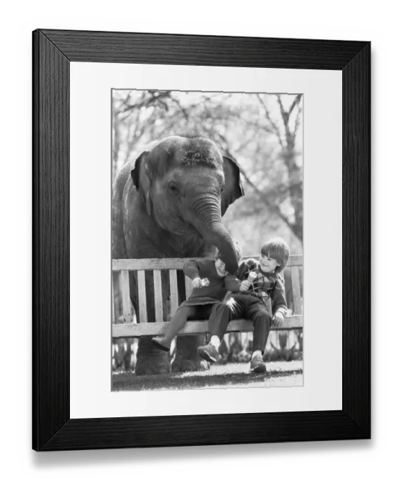 Framed Print : Layang Layang London Zoos Asian Elephant tries to muscle in on Georgina Burley