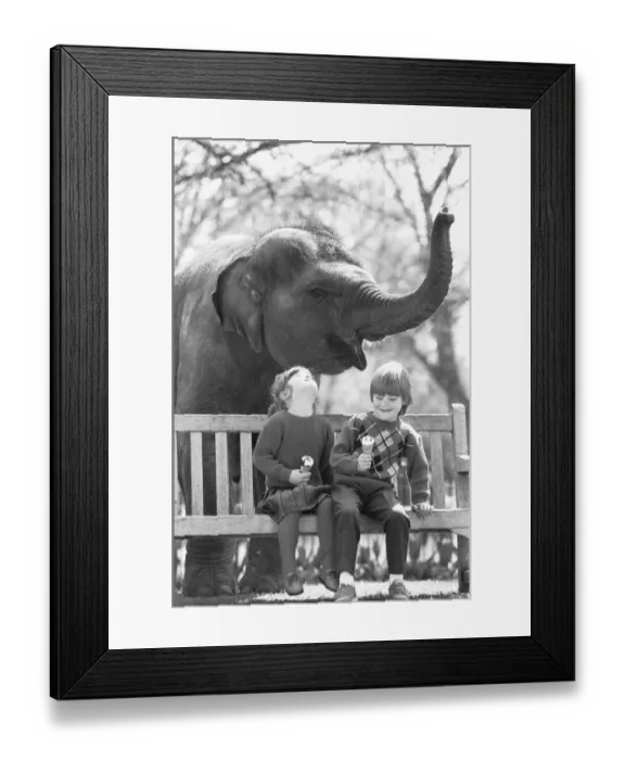 Framed Print : Layang Layang London Zoos Asian Elephant tries to muscle in on Georgina Burley Framed Print : Layang Layang London Zoos Asian Elephant tries to muscle in on Georgina Burley