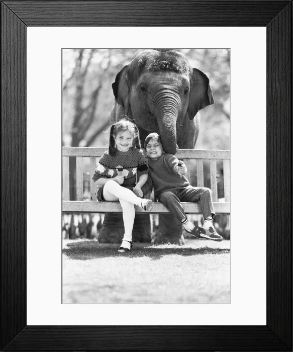 Framed Print : Layang Layang London Zoos Asian Elephant tries to muscle in on Faye Trinaman