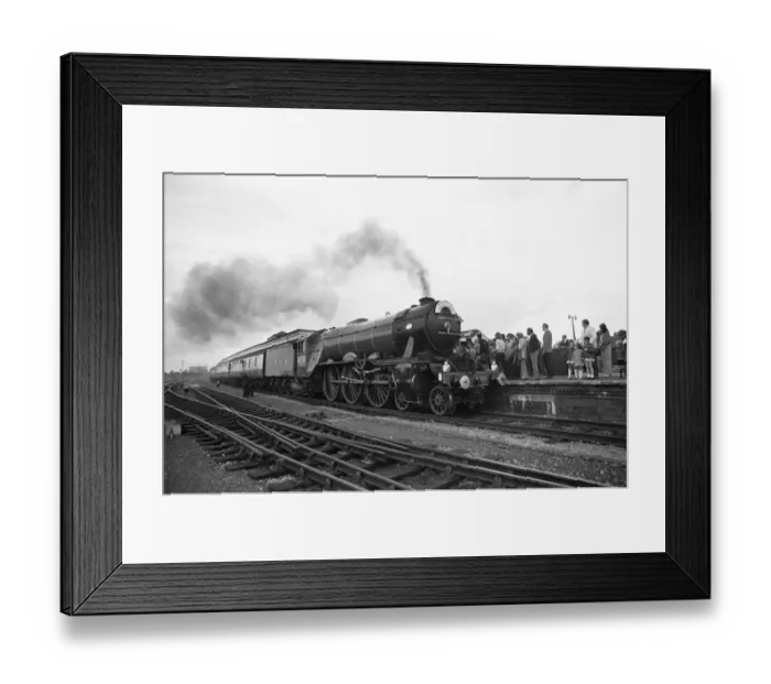 Framed Print : The Flying Scotsman arriving at Didcot, Oxfordshire, 15th June 1974 Gentle giant Framed Print : The Flying Scotsman arriving at Didcot, Oxfordshire, 15th June 1974 Gentle giant