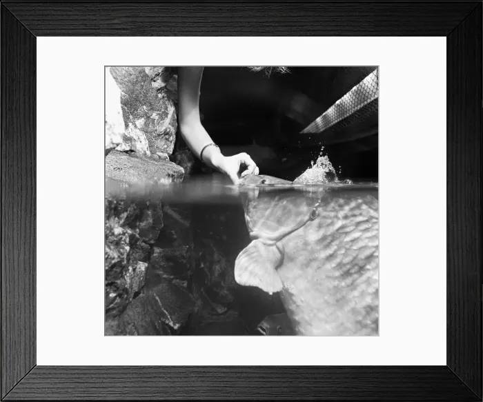 Framed Print : I m Clarissa. You might think me as cold as a fish, but I m not carping Framed Print : I m Clarissa. You might think me as cold as a fish, but I m not carping