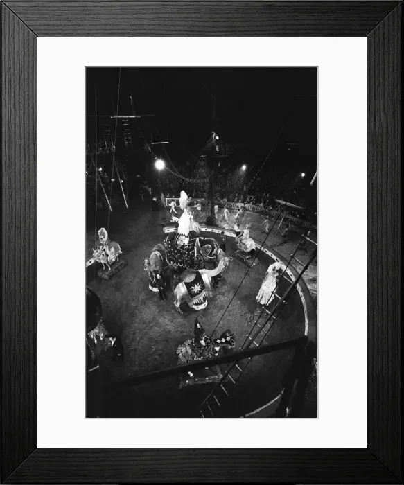 Framed Print : Elephants and camels performing in the ring of Billy Smart Framed Print : Elephants and camels performing in the ring of Billy Smart