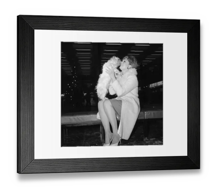 Framed Print : Kim Novak leaving London Airport for America with her dog Chilham Framed Print : Kim Novak leaving London Airport for America with her dog Chilham