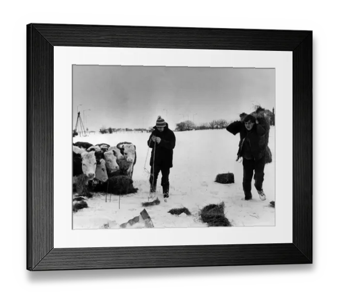 Framed Print : Feeding their Cattle, John Flay and Devin Hudson of Ton-Pil Farm, Peterston Wentloog