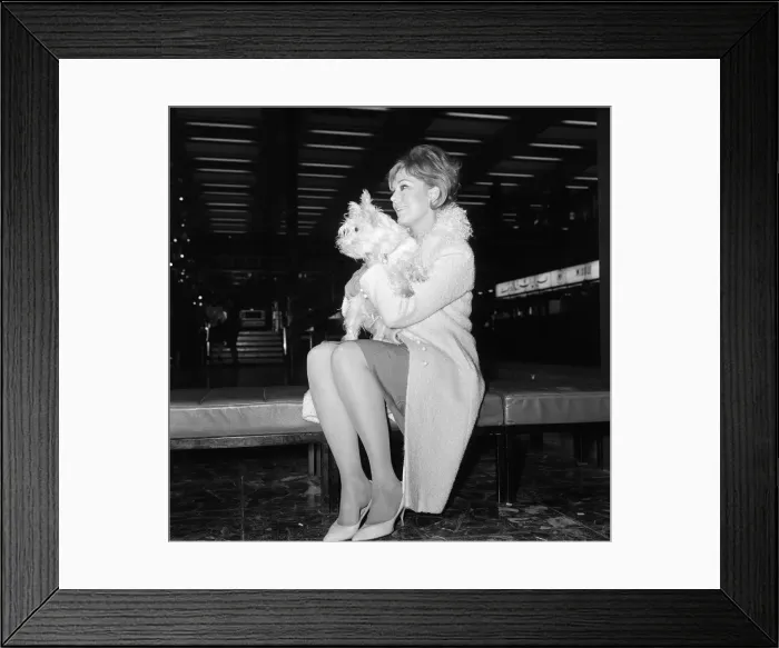 Framed Print : Kim Novak leaving London Airport for America with her dog Chilham Framed Print : Kim Novak leaving London Airport for America with her dog Chilham