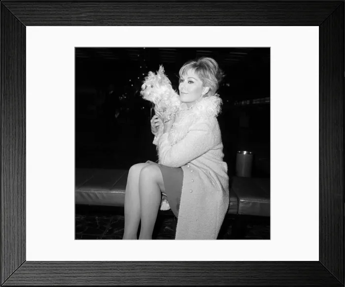 Framed Print : Kim Novak leaving London Airport for America with her dog Chilham Framed Print : Kim Novak leaving London Airport for America with her dog Chilham